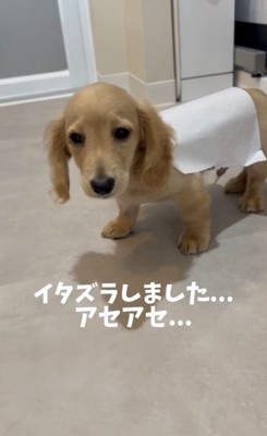 テープが背中についた犬1