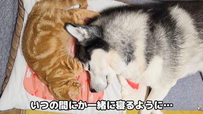 添い寝をするほど仲良しに♪
