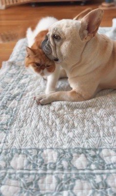 JOYくんとTOMくん4