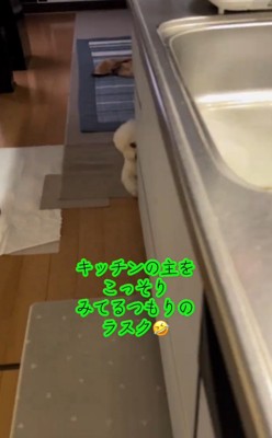 キッチンの隅から飼い主を見つめる犬