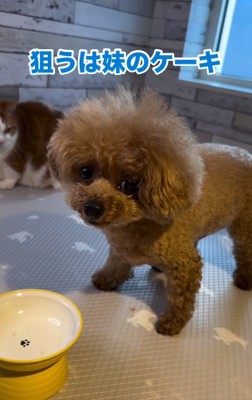 ドアップのれおくん