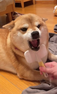 アゴ下は怒るまろんちゃん