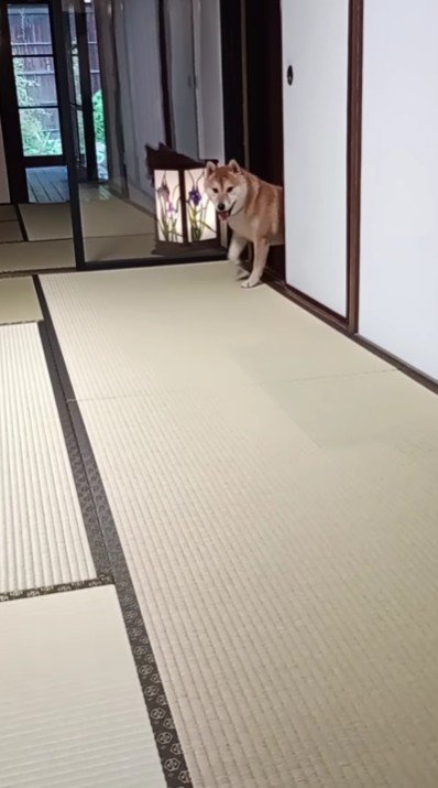 レオくんがひょっこり♪