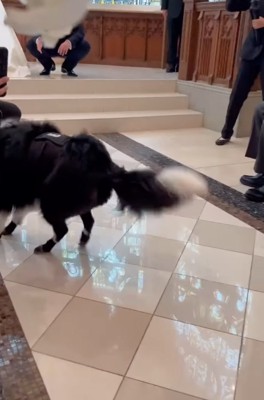 再出発した犬