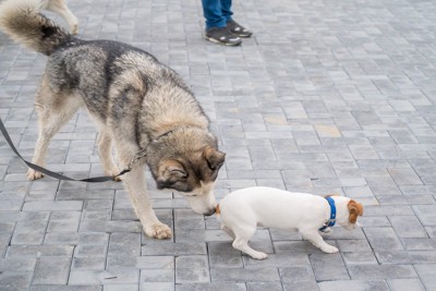 ハスキーと小型犬