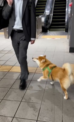 駆け寄る柴犬