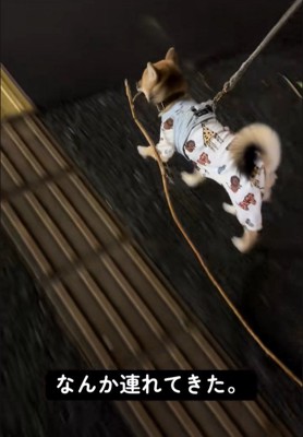 軽やかな足取りでトコトコ… 