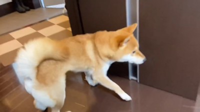 急いで部屋に戻るゆきちゃん
