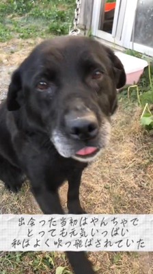 女性を見つめる犬