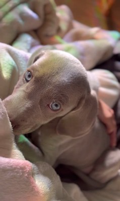 飼い主さんに甘えるジョージくん7