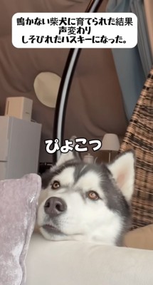 子犬みたいな声にキュン♡