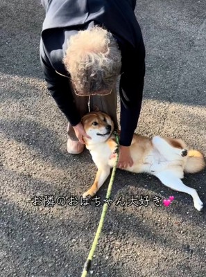 おばあちゃんに撫でられる柴犬さん