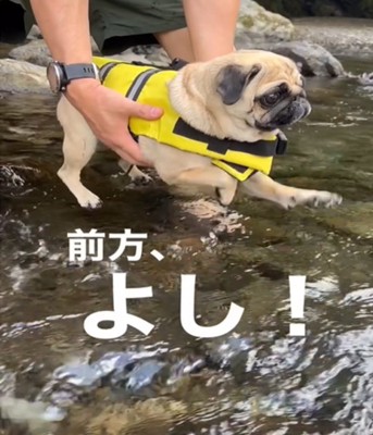 横向きの犬