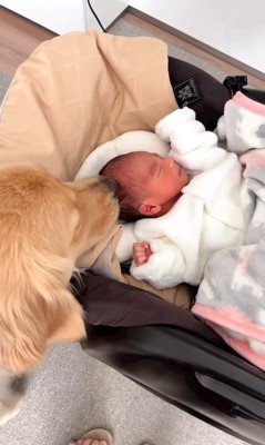 リリーちゃんと弟くんの初対面4