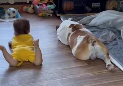 同じポーズで床に寝る犬と子ども