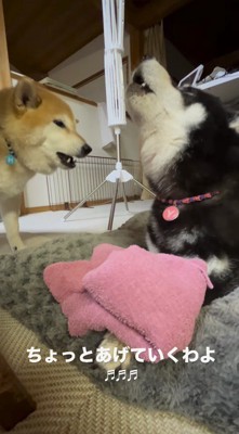 上を向いて遠吠えをする母犬