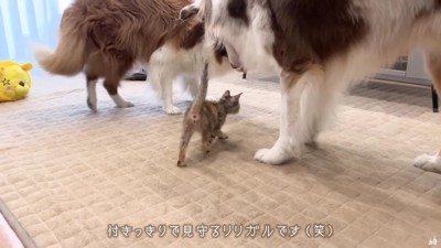 並んで護衛！？