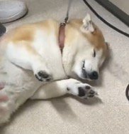 嬉しそうに寝転がる犬の顔