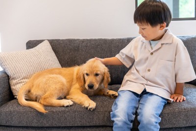 ソファの上に上がる子犬