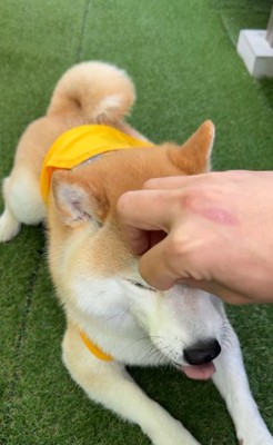 伏せしている柴犬の目元に飼い主さんの手