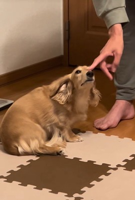もう一度ツンツン