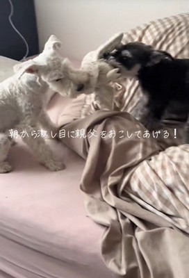 ぷく君ともち君の日常