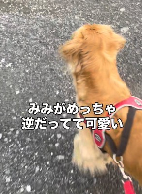 耳を立てている犬