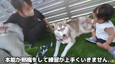 にこちゃんのお散歩練習