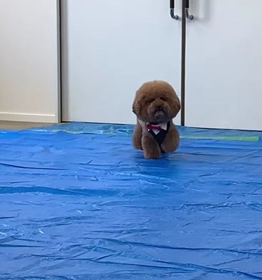 正面に身体を向けた犬