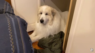 避難するアランくん