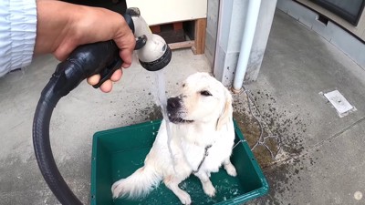 打ち水のようにシャワーをかける