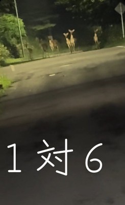 野生の鹿が6頭もいます!