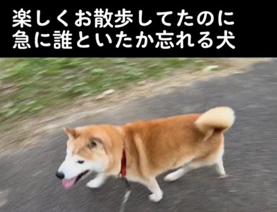 歩いている犬