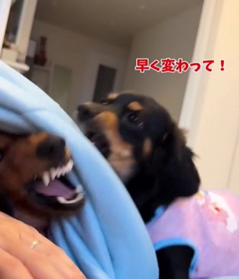 吠える犬