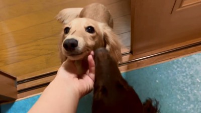 撫でられるパンナちゃん