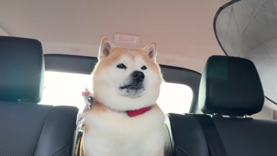 「あれ？なにしてたんだっけ」