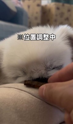 とうふくんの寝起き早食い選手権5