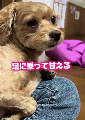 うっとり甘えるちくわちゃん