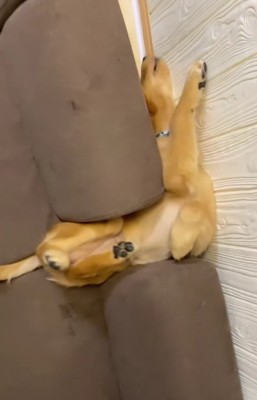 ソファの間に大型犬