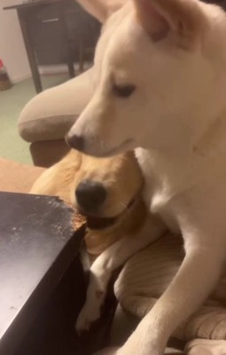 2匹でまったり♡