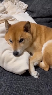 お布団を枕にしてリラックス♪