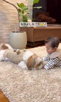 もんじろう君と赤ちゃん⑩