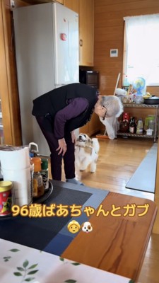 おばあちゃんの顔を見上げる犬