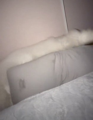 抱き枕に体を預ける犬