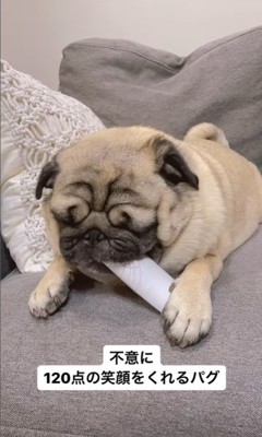 トイレットペーパーの芯を齧る春太くん2