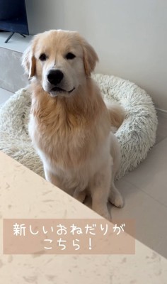 飼い主を見つめる大型犬