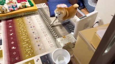 家中をぐるぐる