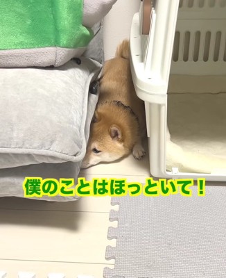 「もう放っておいて！」