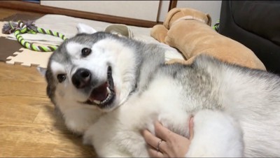 飼い主にお腹を撫でられる犬