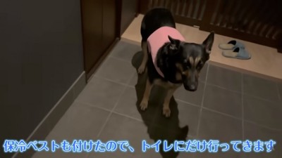 お散歩にいく維桜さん